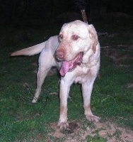 Diesel #3