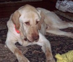 Diesel #3