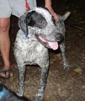 Freckles, the blood donor and hero