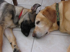 Sable and Leon