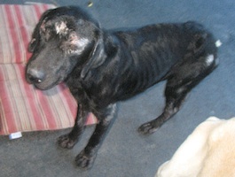 Sampson