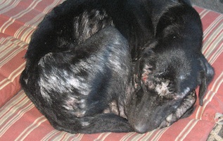 Sampson